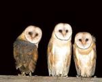 owls