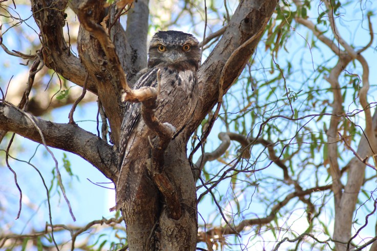 tawny-frogmouth-3320777_1920