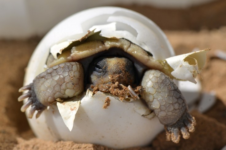 desert-tortoise-987972_1920